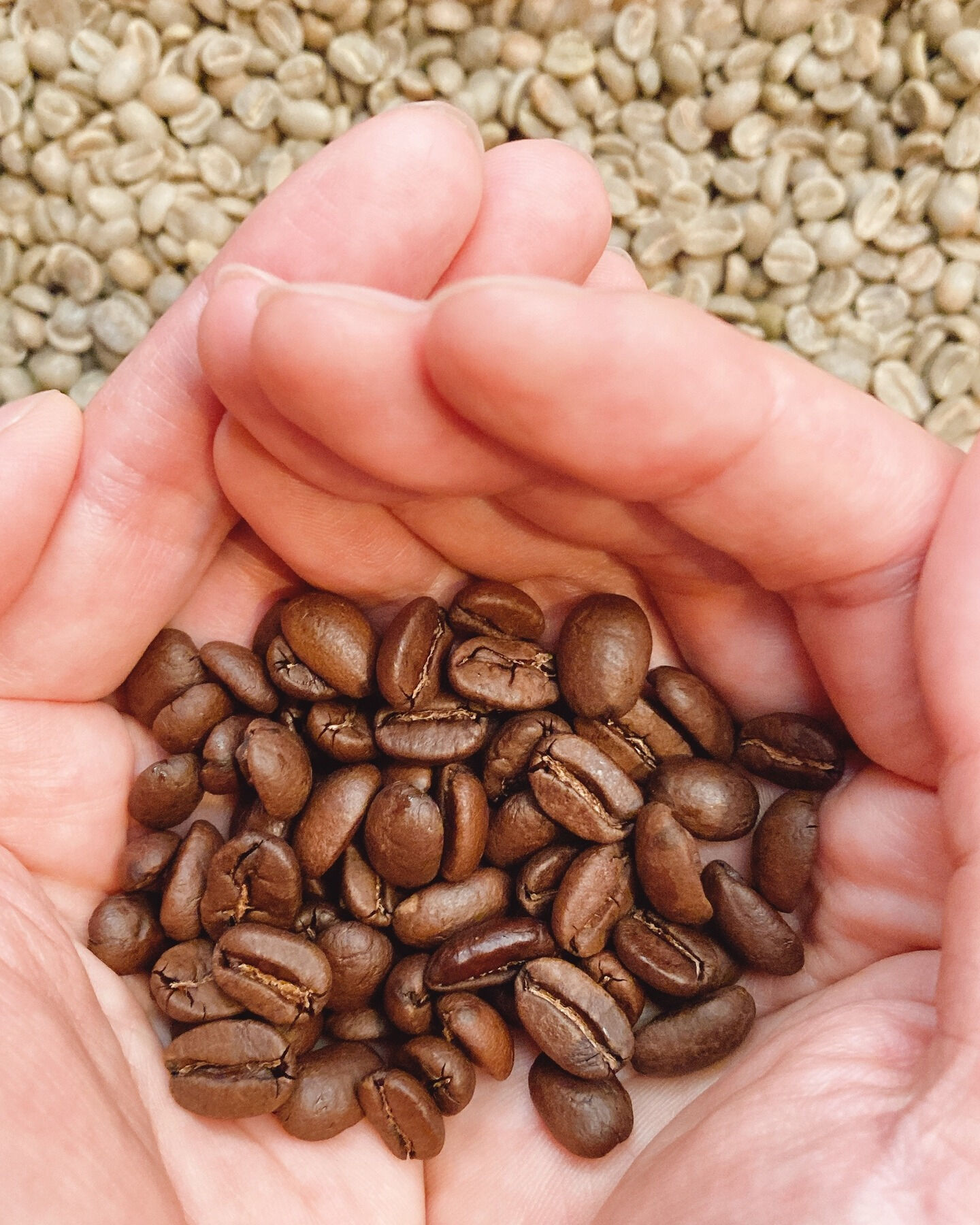貴方は普段飲むコーヒーにどのくらいカビや虫食いの欠点豆が混ざ