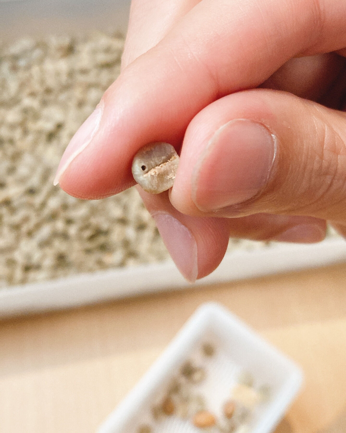 貴方は普段飲むコーヒーにどのくらいカビや虫食いの欠点豆が混ざ